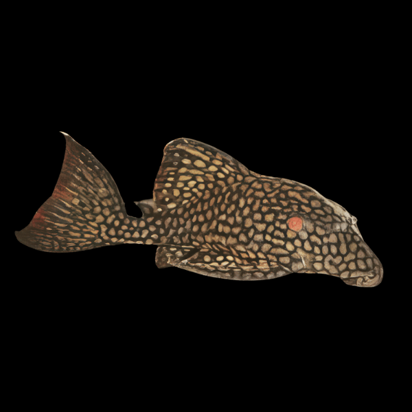 L330 Watermelon Pleco Panaque Nigrolineatus 20cm