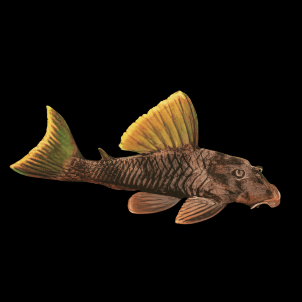 L76 Red Fin Tiger Pleco Pecktolia Cavatica 6cm