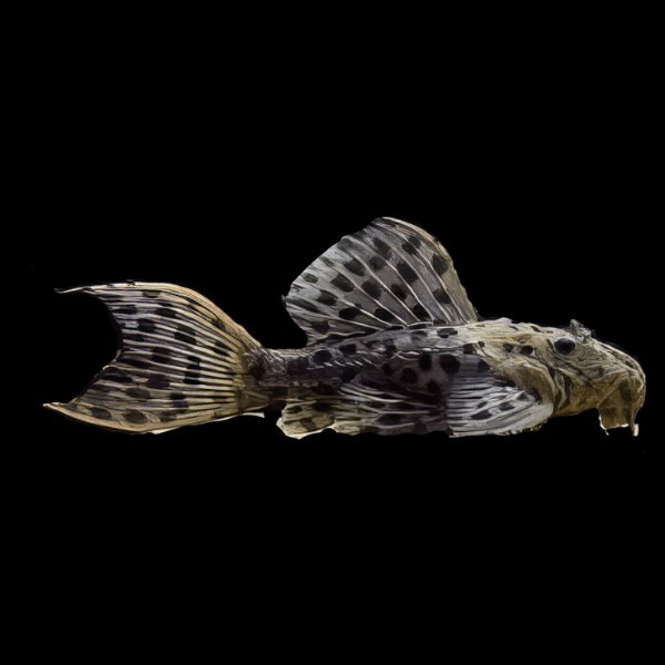 L96 Spotted Cactus Pleco Pseudacanthicus Spinosus 6cm