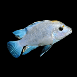 Labidochromis Blue/white Tanzanian Malawi African Cichlid Small 2 Inches