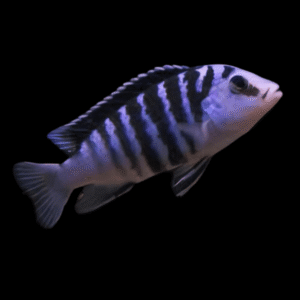 Labidochromis Chisumulae Malawi African Cichlid Small 2 Inches