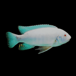 Labidochromis Fuelleborni Albino Malawi African Cichlid Small 2 Inches