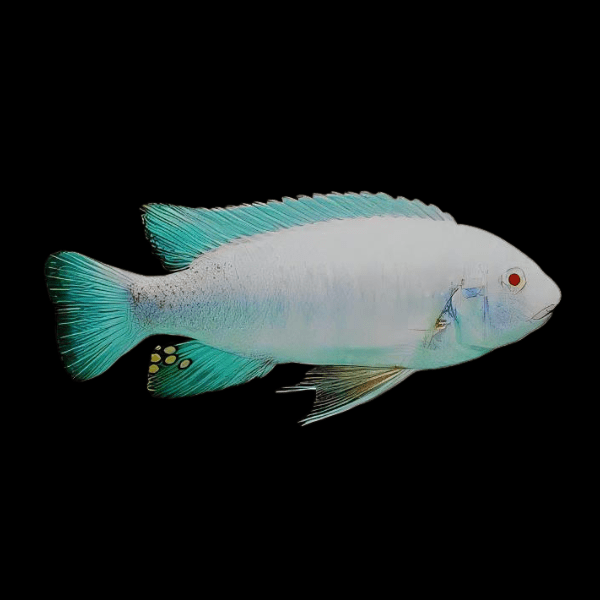 Labidochromis Fuelleborni Albino Malawi African Cichlid Small 2 Inches