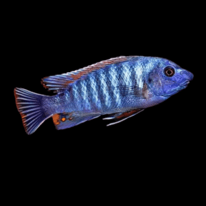 Labidochromis Fuelleborni Blue Malawi African Cichlid Small 2 Inches