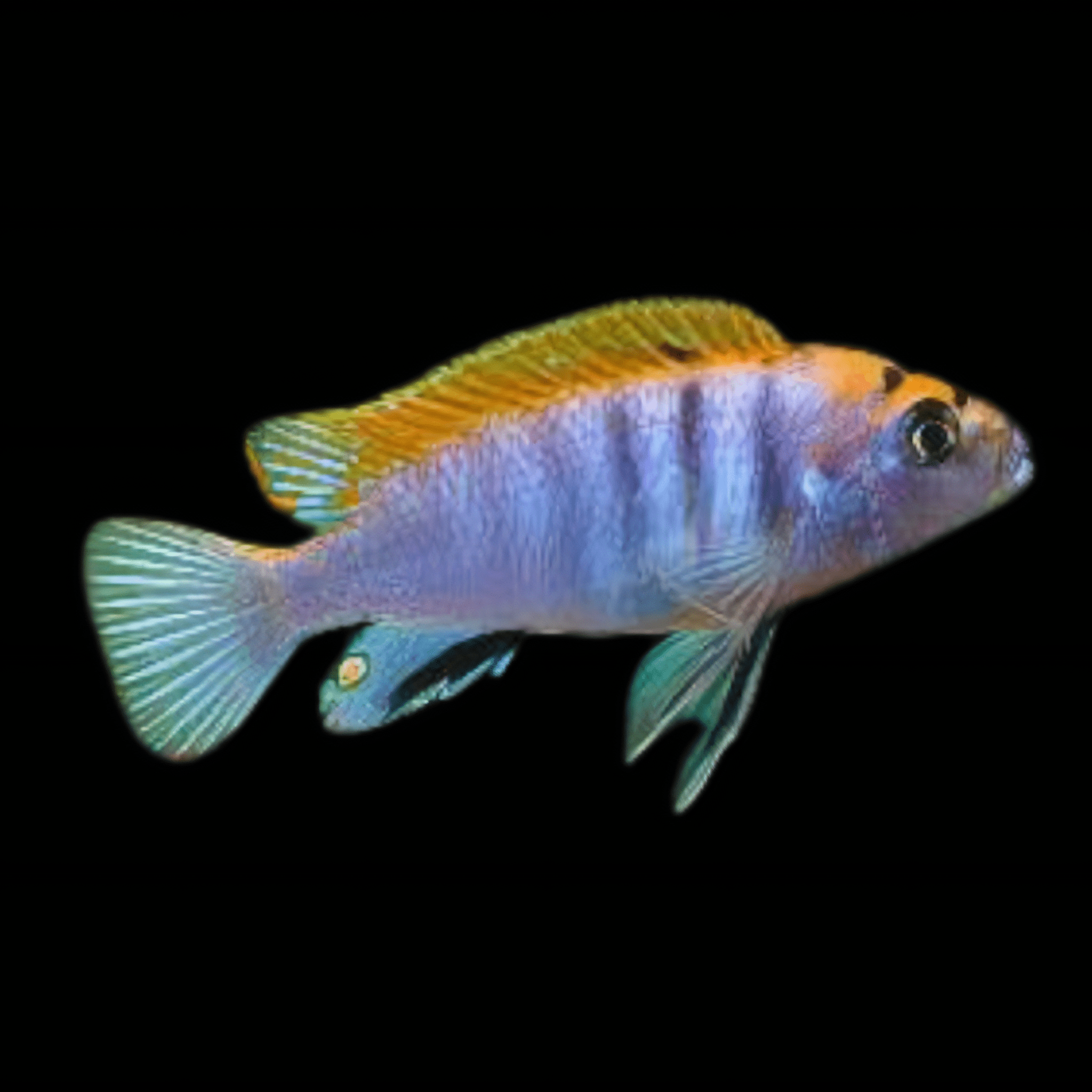 Labidochromis Hongi Red Top Malawi African Cichlid Small 2 Inches