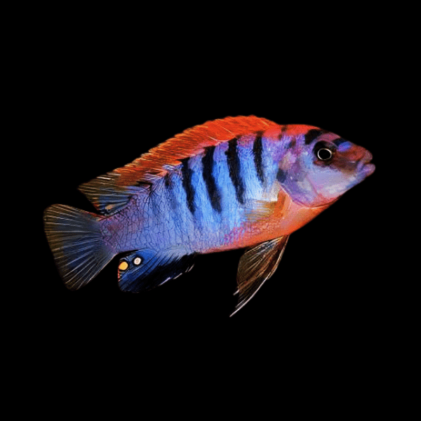 Labidochromis Hongi Sweden Malawi African Cichlid Small 2 Inches