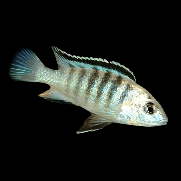 Labidochromis Nkali Malawi African Cichlid Small 2 Inches