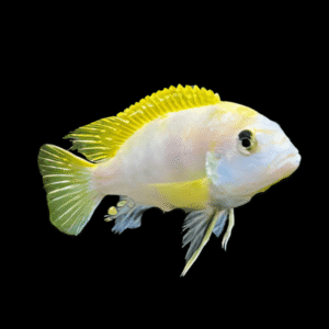 Labidochromis Pearlmutt Malawi African Cichlid Small 2 Inches