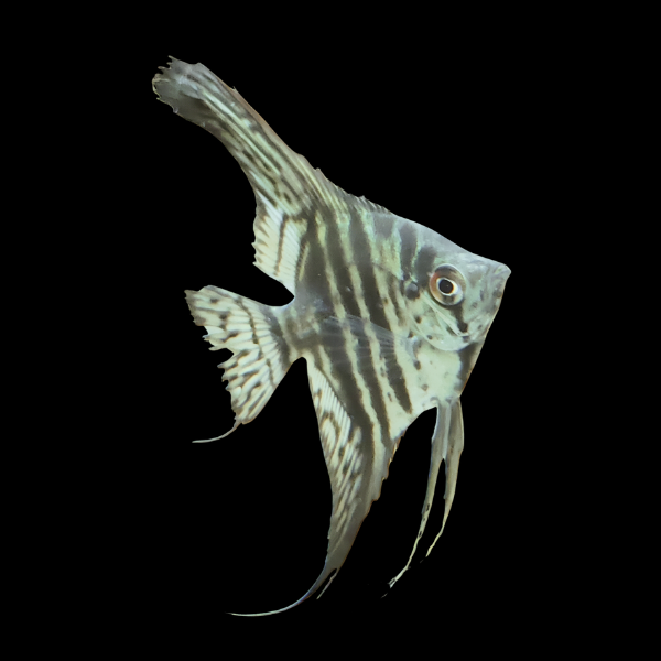 Lace Angelfish Pterophyllum Scalare – 5cm