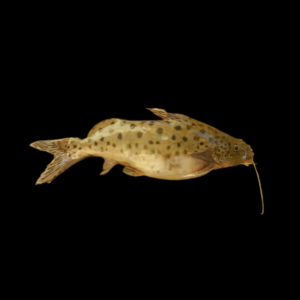 Lake Rukwa Catfish Synodontis Rukwaensis 10cm