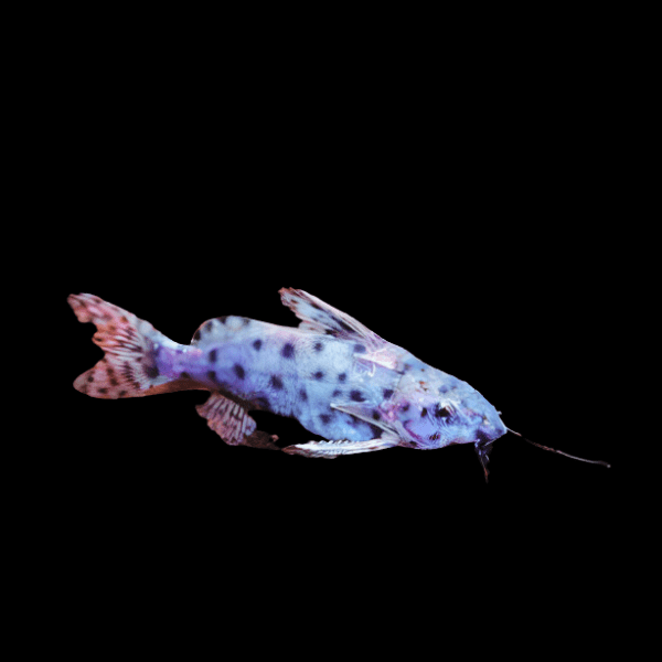 Lake Victoria Catfish Synodontis Victoriae 5cm