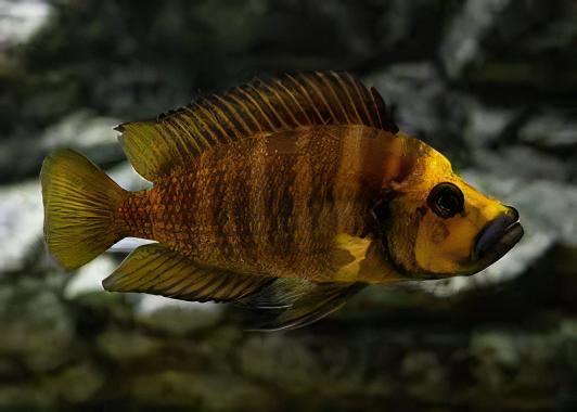 Lamprologus Compressiceps Gold Head African Cichlids 5cm - Image 5