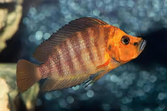Lamprologus Compressiceps Gold Head African Cichlids 5cm - Image 6