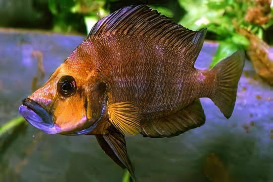 Lamprologus Compressiceps Gold Head African Cichlids 5cm - Image 7