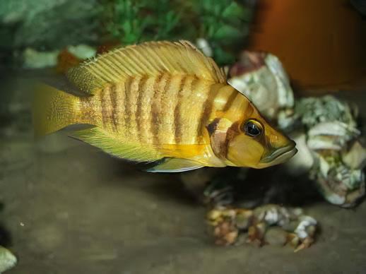 Lamprologus Compressiceps Gold Head African Cichlids 5cm - Image 9