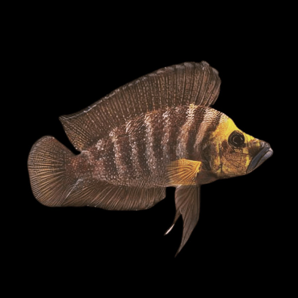 Lamprologus Compressiceps Gold Head African Cichlids 5cm