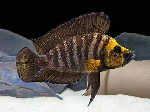Lamprologus Compressiceps Gold Head African Cichlids 5cm - Image 8