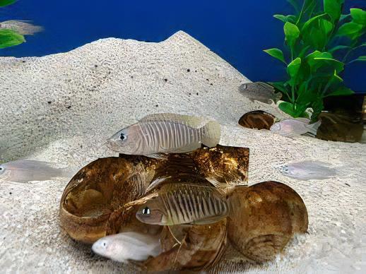 Lamprologus Multifasciatus Tanganyikan African Cichlids 5cm - Image 8