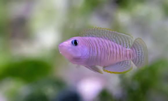 Lamprologus Multifasciatus Tanganyikan African Cichlids 5cm - Image 6