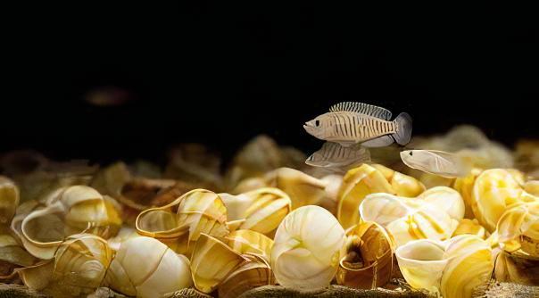 Lamprologus Multifasciatus Tanganyikan African Cichlids 5cm - Image 9