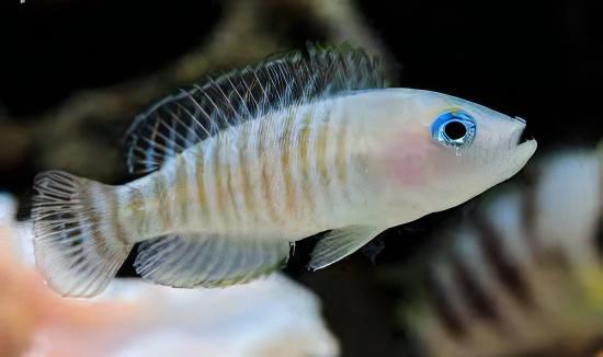Lamprologus Multifasciatus Tanganyikan African Cichlids 5cm - Image 7