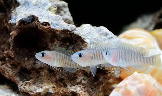 Lamprologus Multifasciatus Tanganyikan African Cichlids 5cm - Image 10