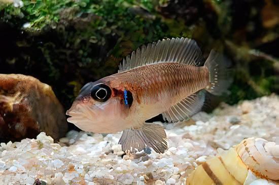 Lamprologus Occelatus Blue Tanganyikan African Cichlids 3cm - Image 5