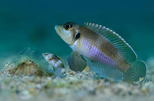 Lamprologus Occelatus Blue Tanganyikan African Cichlids 3cm - Image 9