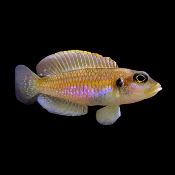 Lamprologus Occelatus Gold Tanganyikan African Cichlids 3cm