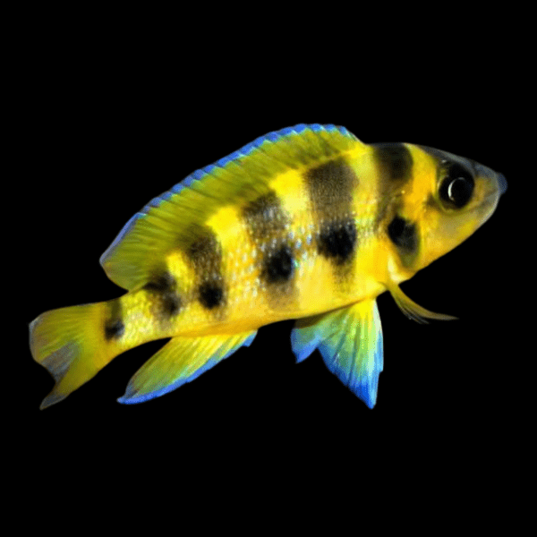 Lamprologus Sexfasiatus Gold Tanganyikan African Cichlids 5cm