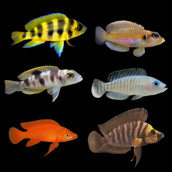Assorted Lamprologus Tanganyikan African Cichlids 4cm