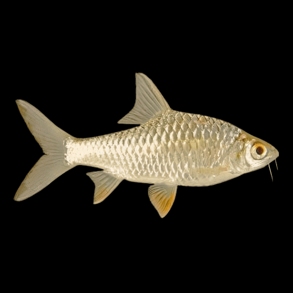 Lemon Fin Diamond Shark Hypsibarbus Wetmorei 8cm