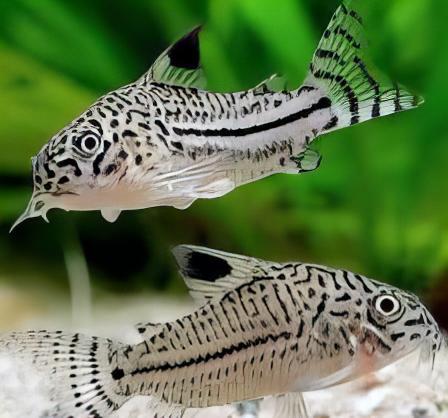 Assorted Corydoras Catfish 3cm - Image 24