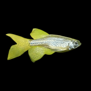 Leopard Danio Long Fin Danio Rerio 2cm