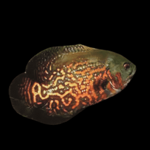 Leopard Oscar Astronotus Ocellatus