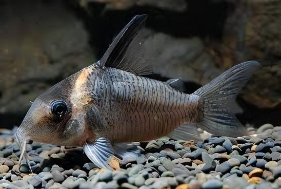 Assorted Corydoras Catfish 3cm - Image 9