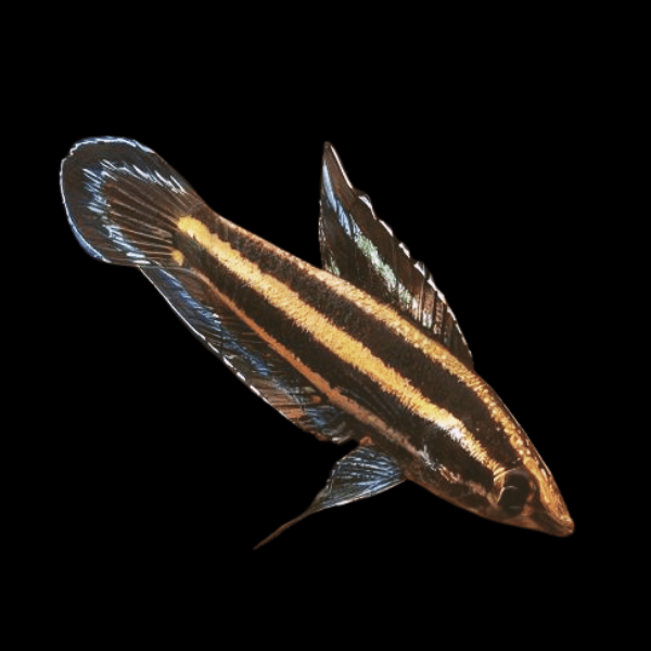 Licorice Gourami Parosphromenus Deissneri 3cm