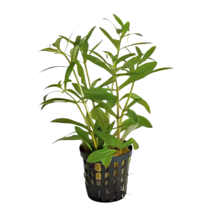 Five Potted Plants Aromatic Limnophila Plant Limnophila Aromatica