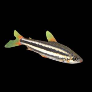 Lipstick Arcus Leporinus Leporinus Arcus 5cm