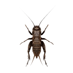 Live Black Cricket Small 1-3mm approx 500 Crickets