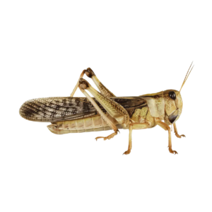 Live Locust Small 10-12mm approx 20 Locusts