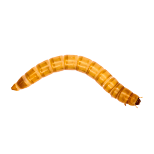 7 x Live Mealworms 10-15mm Single Feed Bags (approx 50G per bag)