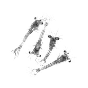 7 x Live Mysis Shrimp Single Feed Bags (approx. 200ml per bag)