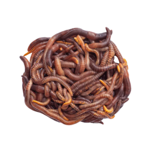 7 x Live Small Dendrobaena Worm 50-75mm Single Feed Bags (approx 35 per bag)