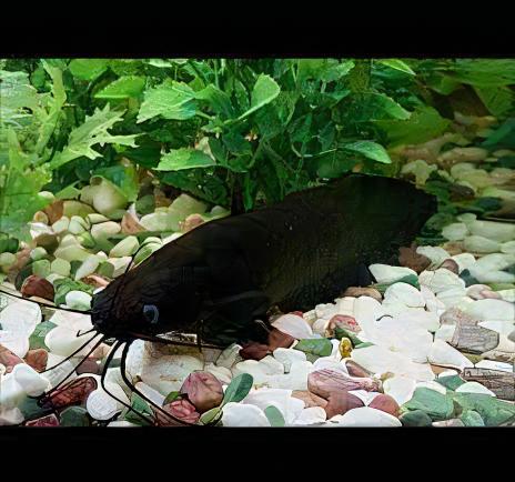 Liver Catfish Heteropneustes Fossilis 5cm - Image 5