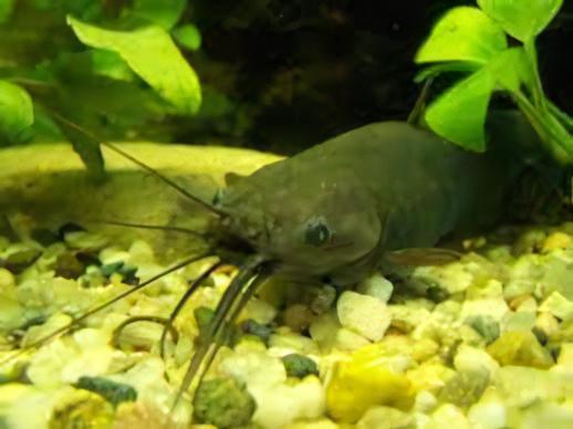 Liver Catfish Heteropneustes Fossilis 5cm - Image 6