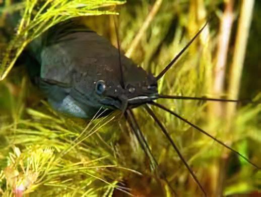 Liver Catfish Heteropneustes Fossilis 5cm - Image 7