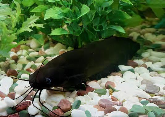 Liver Catfish Heteropneustes Fossilis 5cm - Image 8