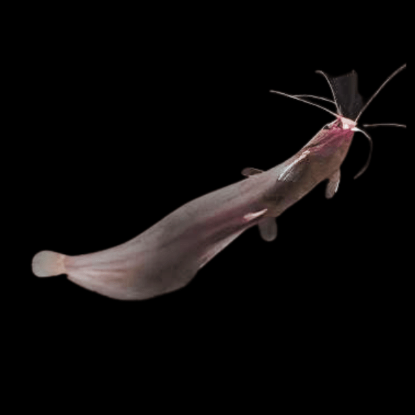 Liver Catfish Heteropneustes Fossilis 5cm