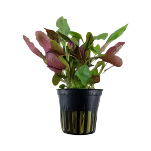 Five Potted Plants Cardinal Plant Altermanthera Splendida Telanthera Cardinalis